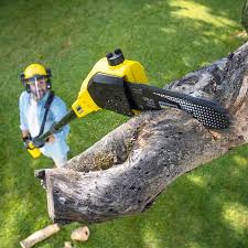 Best Lawn Renovation and Restoration  in Bellflower, CA